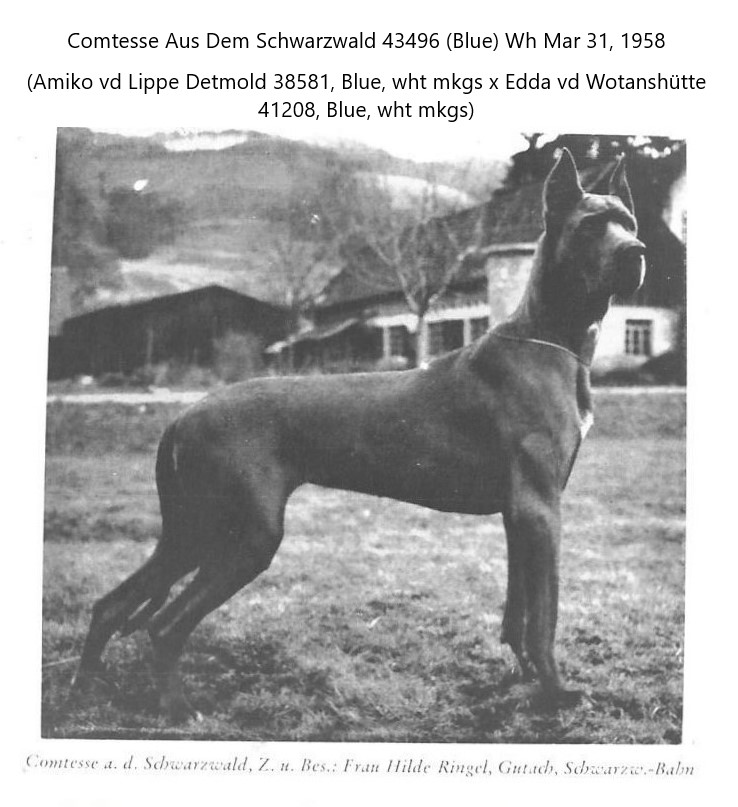 Comtesse ad Schnwarzwald